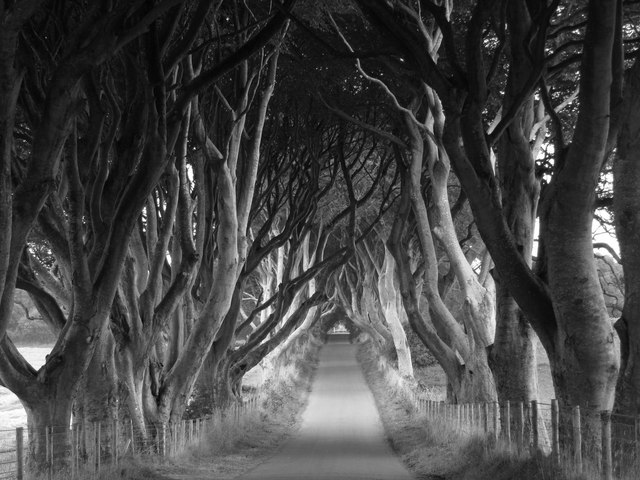 dark hedges